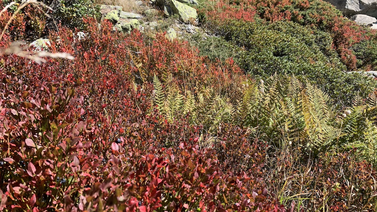 Farbige Berglandschaft im Herbst