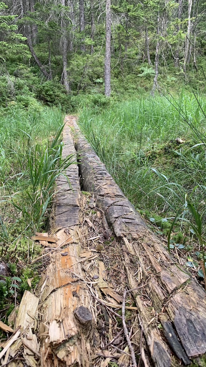 Wanderweg auf Baumstämmen